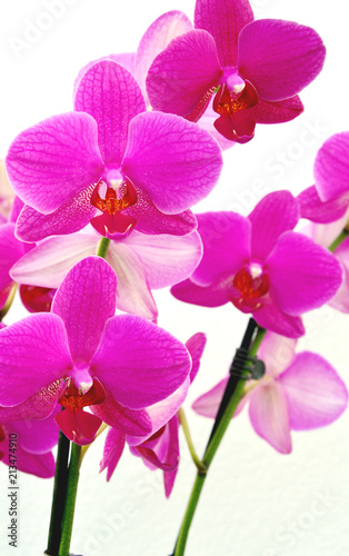 Colorful Purple phalaenopsis orchid  with Purple white background.