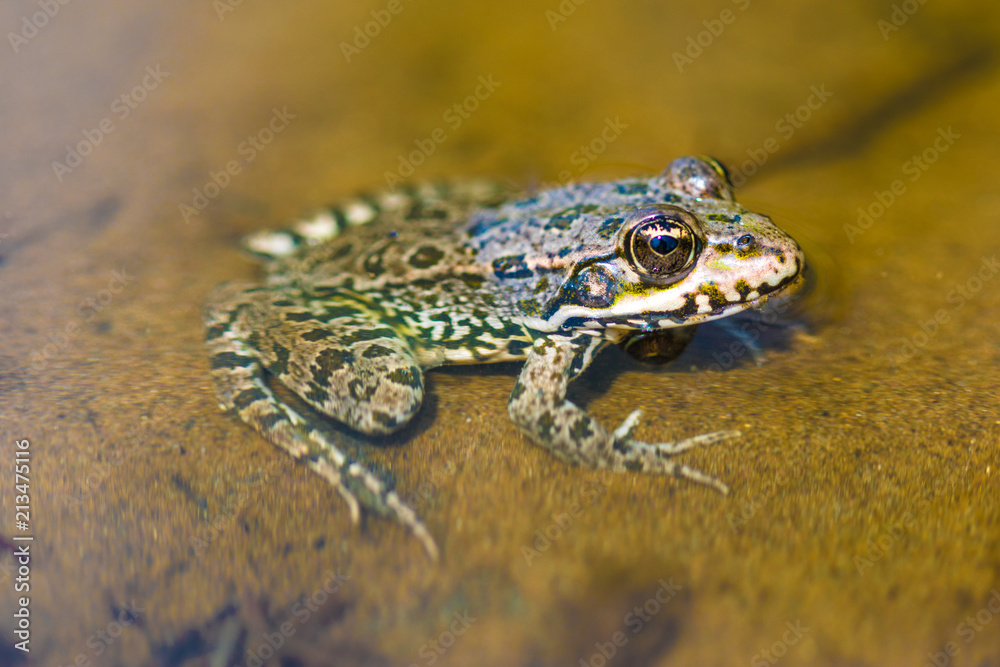 Obraz premium The macro or closeup portrait of green, yellow and brown frog or toad sitting in the pound among the algaes