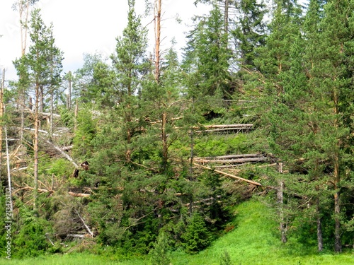 In Staroutkinsk powerful hurricane knocked down trees