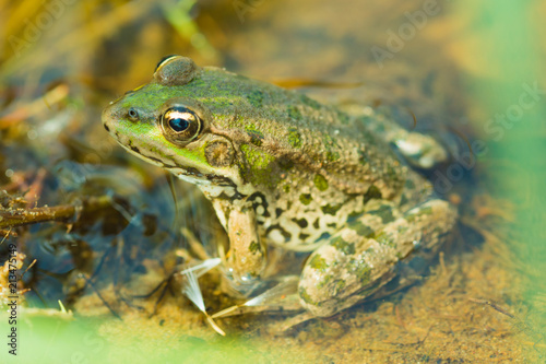 The macro or closeup portrait of green, yellow and brown frog or toad sitting in the pound among the algaes