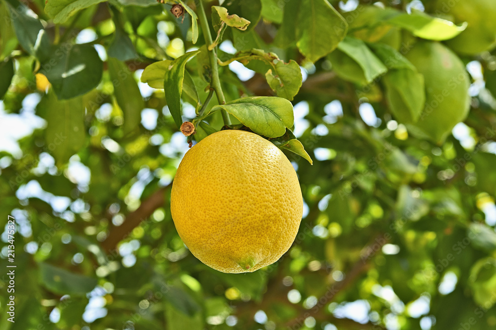 Yellow lemon hanging on branch from citrus tree