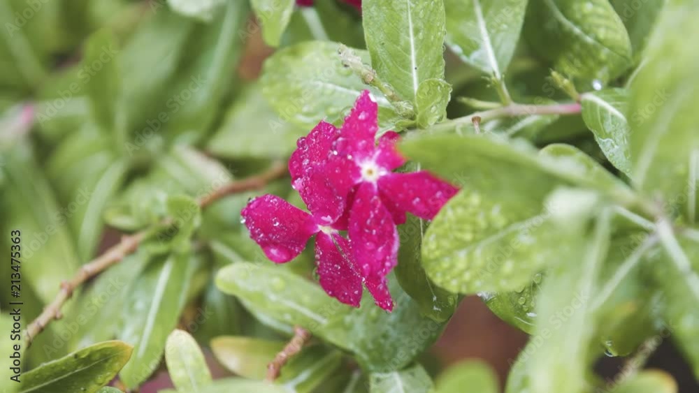 Closeup of a bright pink flower during a light rainstorm. Closeup of a bright pink flower during a light rainstorm.
