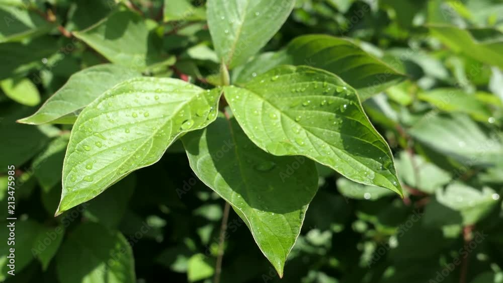 Rain Drops On Green Leaves Sunny Summer Day Rain Drops On Green Leaves Sunny Summer Day