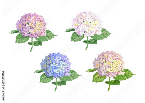 Set of vector highly detailed realistic illustration of hydrangea flowers isolated on white. Good for wedding floral design, greeting cards.