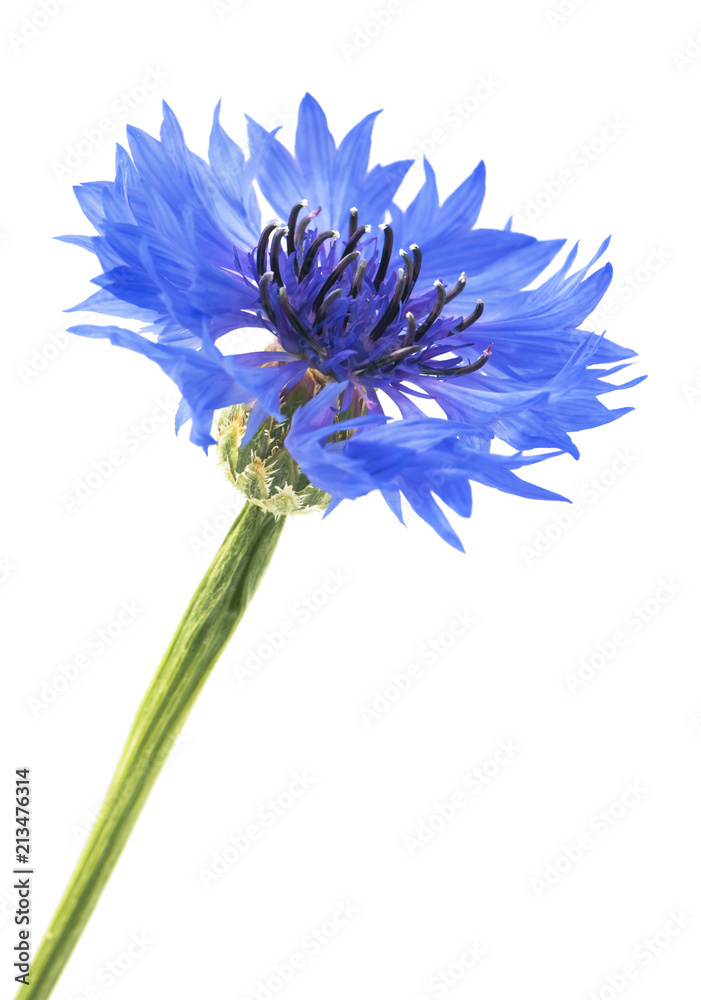 Beautiful blue cornflower isolated on white background. Selective focus Beautiful blue cornflower isolated on white background. Selective focus