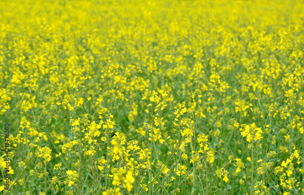 Rapeseed blossoms on field in Austria.