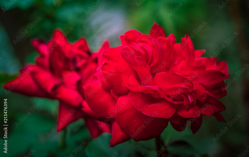 Rose Rose