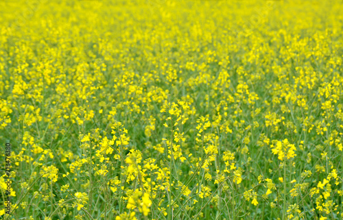 Rapeseed blossoms on field in Austria. © posinote