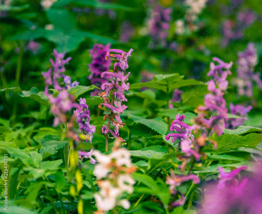 Field and forest flowers
