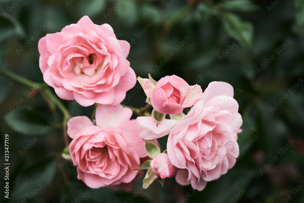 Pink roses bloom in a tropical garden with natural green blurring background. Represents romance Rose to love. as background Valentine concept with copy space.