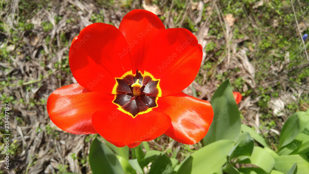 Fototapeta premium Red Poppy Bloom