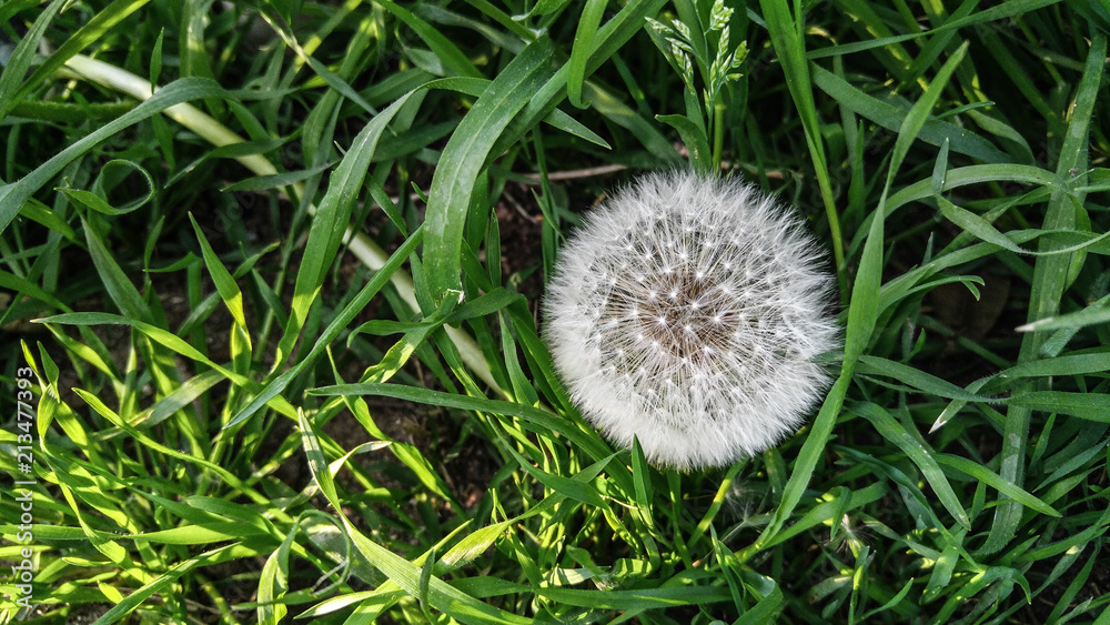 White Dandelion Head Starseeds White Dandelion Head Starseeds