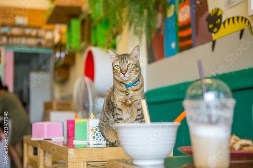 Cat cafe ,