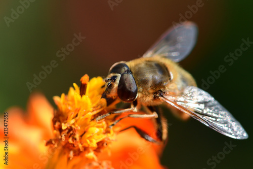 Macro shot of a bee on an orange coreopsis