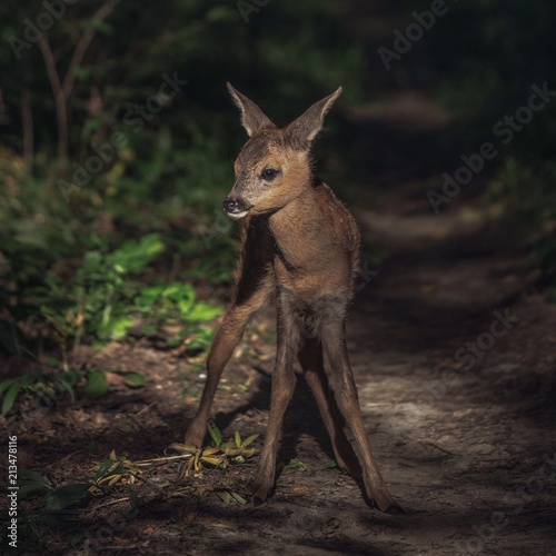 Roe fawn in forest