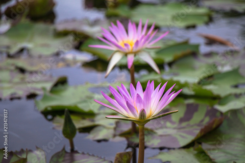 Full of  green lotus leafs on the lake  summer season.