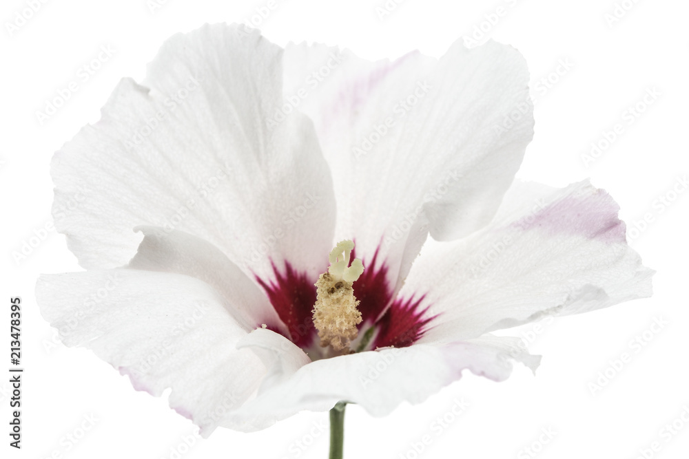 Obraz premium Flower of hibiscus, isolated on white background