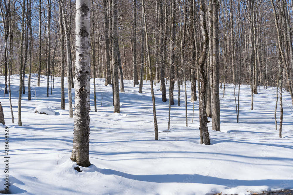 Winter woods Winter woods