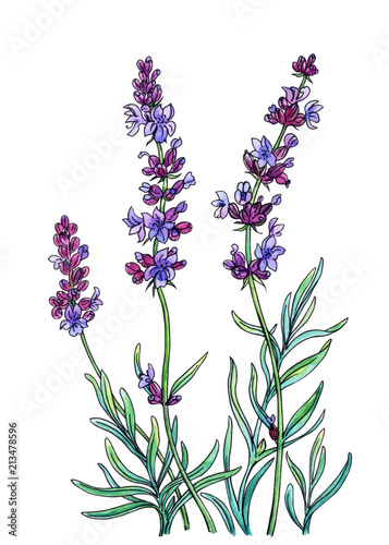 Flowering lavender  watercolor drawing with a contour  isolated on a white background with clipping path.