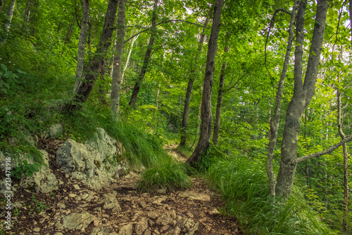 small lonely ground trail in green summer nature forest mountain landscape