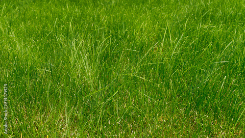 close-up. green grass in the afternoon © Mykola