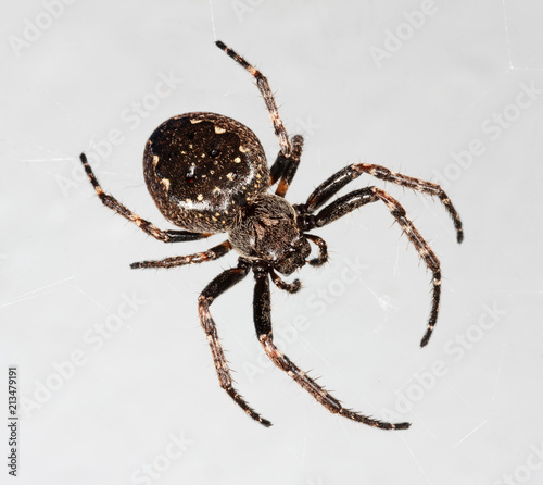 big spider araneus closeup on grey background