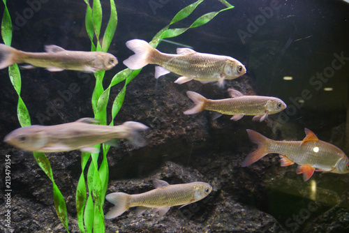 Fish in the aquarium of different sizes and oblong form floating in different directions on the background of stones and algae.