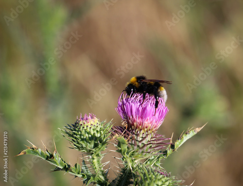 Biene, Hummel an Diestel