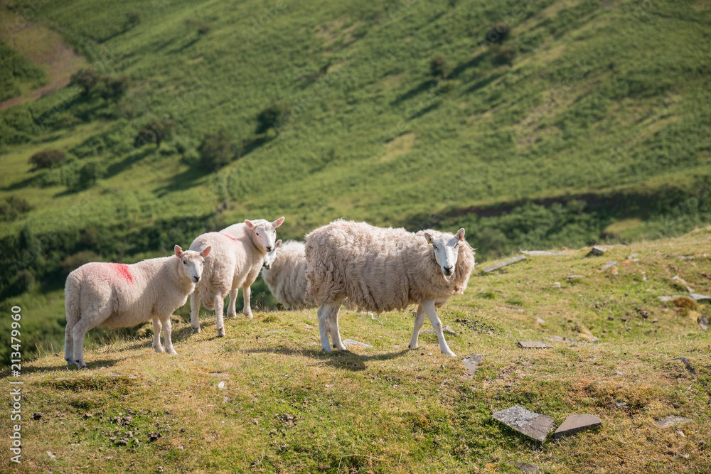 Obraz premium Sheep grazing in Summer landscape in Brecon Beacons National Park