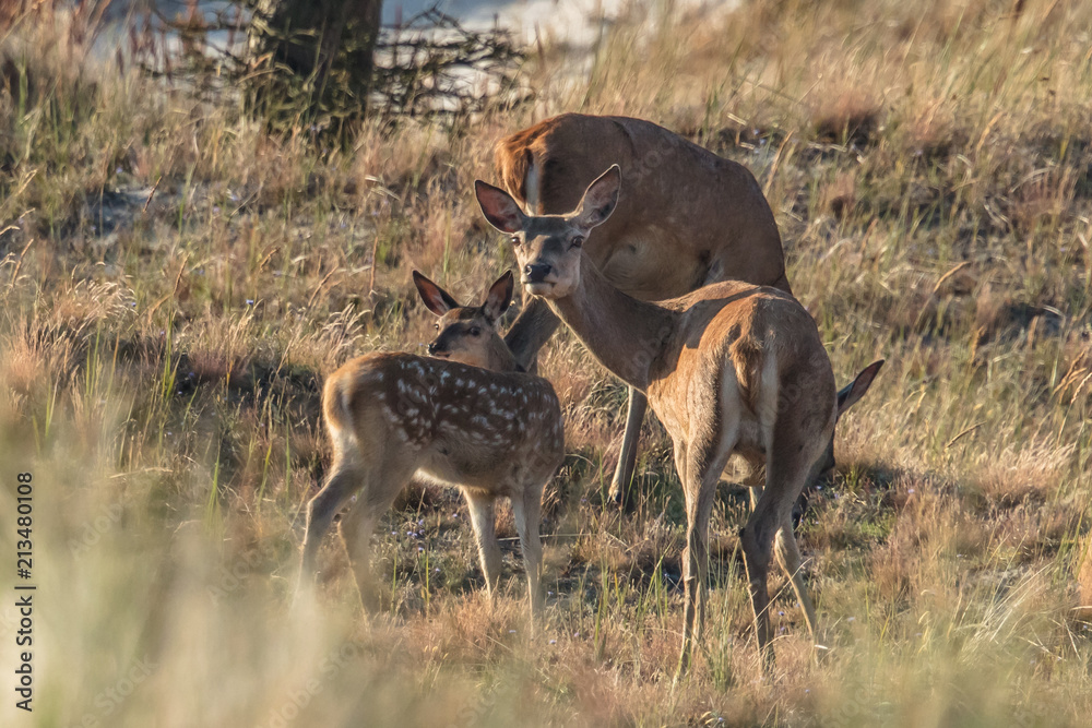 Fototapeta premium Rotwild am meer