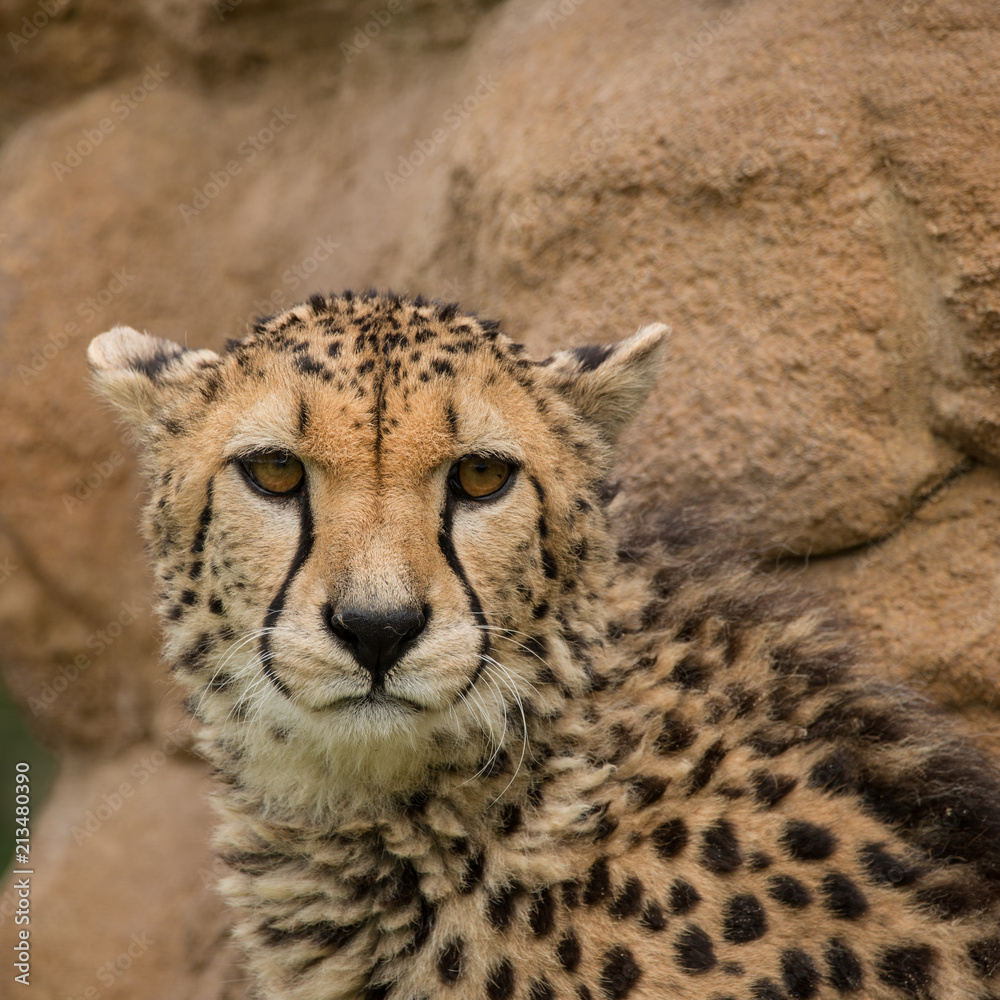 Beautiful close up portrait of Cheetah Acinonyx Jubatus in colorful landscape Beautiful close up portrait of Cheetah Acinonyx Jubatus in colorful landscape