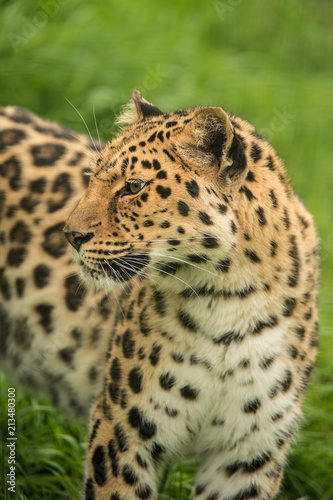 Beautiful close up portrait of Jaguar panthera onca in colorful vibrant landscape