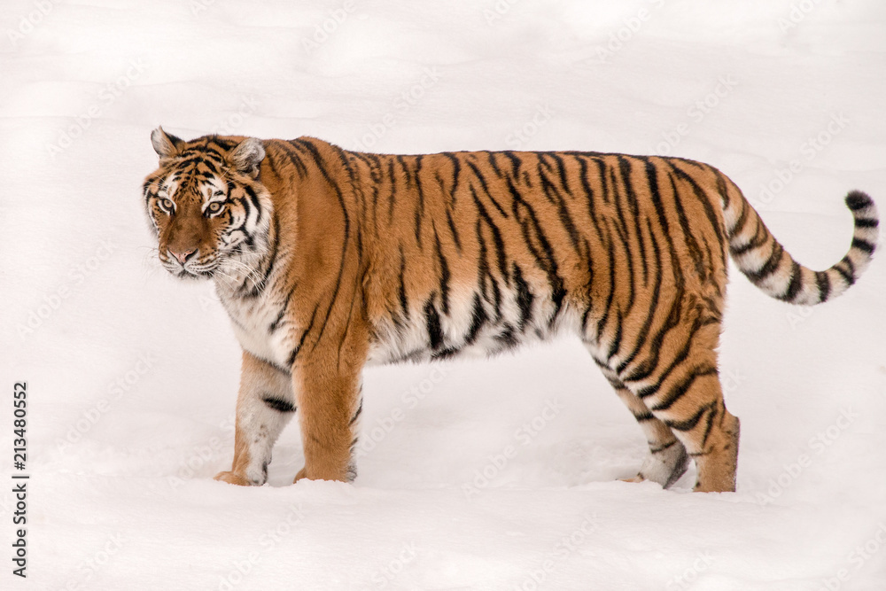 Obraz premium standing tiger in the snow 