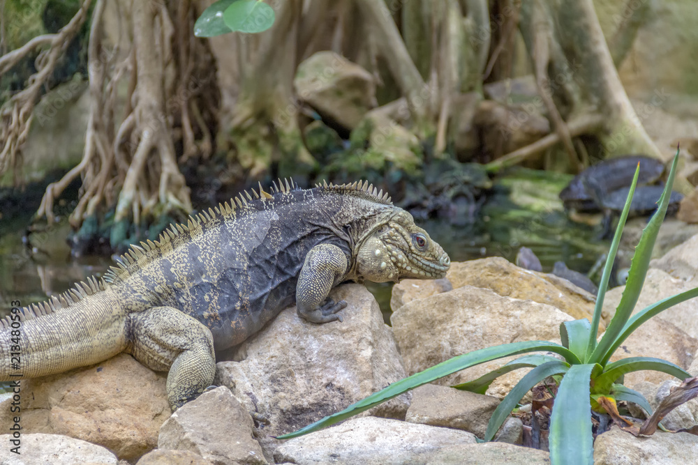 Naklejka premium Cuban rock iguana in stony ambiance