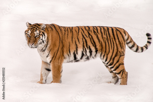 standing tiger in the snow 