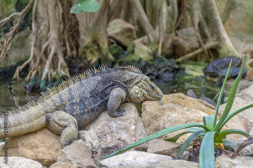 Cuban rock iguana in stony ambiance