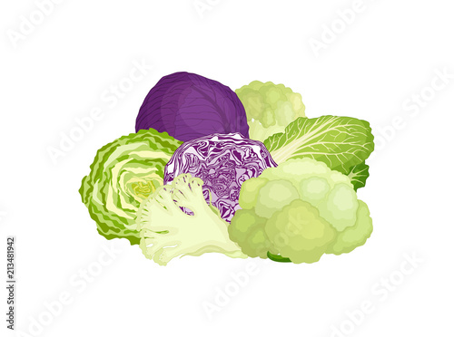 Still life from various varieties of cabbage. Vector illustration. Composition from cauliflower, red and chinese cabbage.