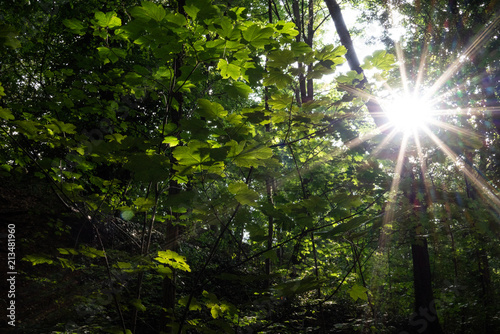 Sonnenstrahlen im Wald