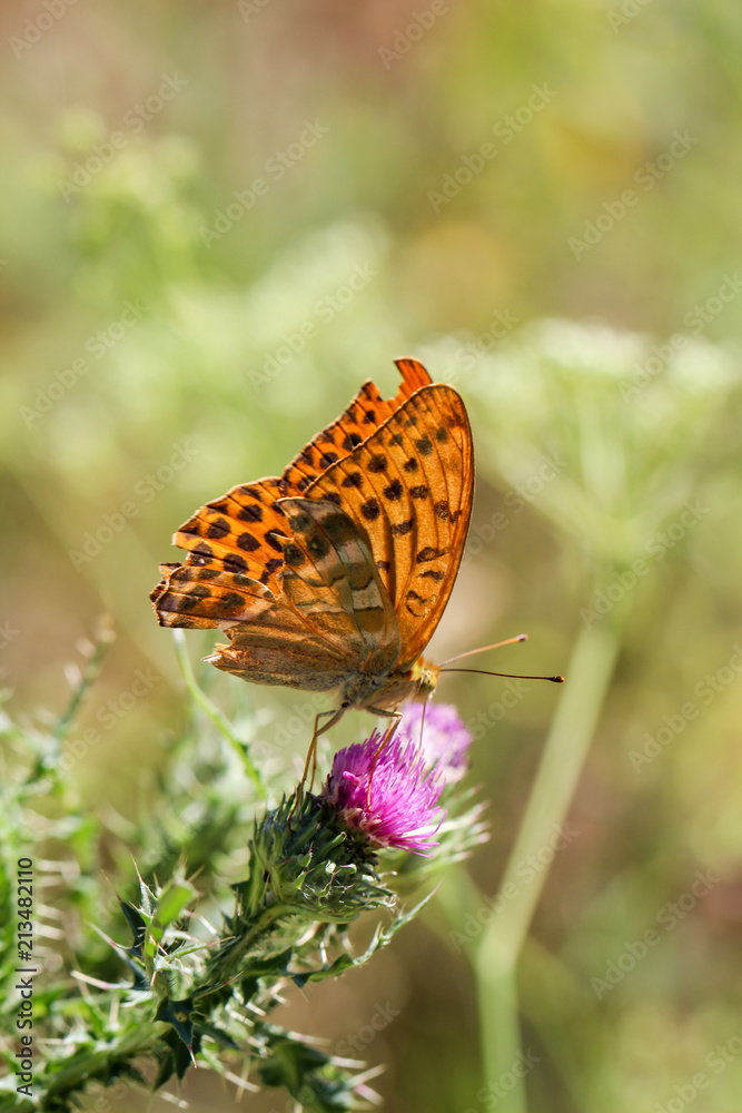 Fototapeta premium Schmetterling, Falter auf Mariendistel
