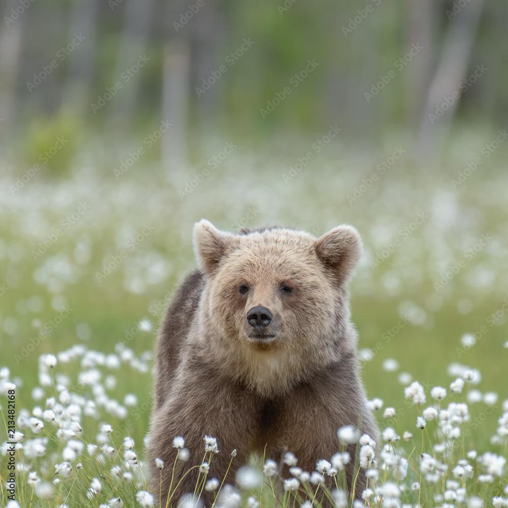 Young Brown bear (Ursus arctos) walking on a Finnish bog in the middle of the cotton grass Young Brown bear (Ursus arctos) walking on a Finnish bog in the middle of the cotton grass