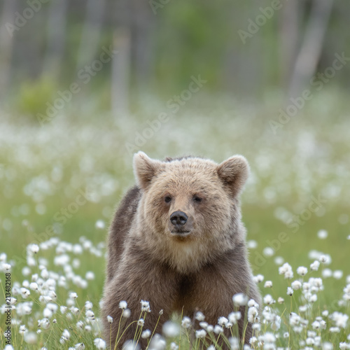 Young Brown bear (Ursus arctos) walking on a Finnish bog in the middle of the cotton grass