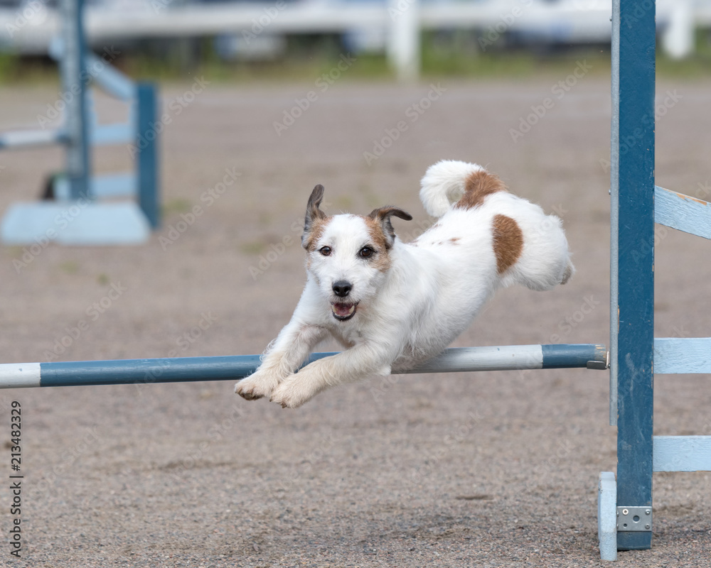 Parson Russell Terrier jumps over an agility hurdle in agility competition
