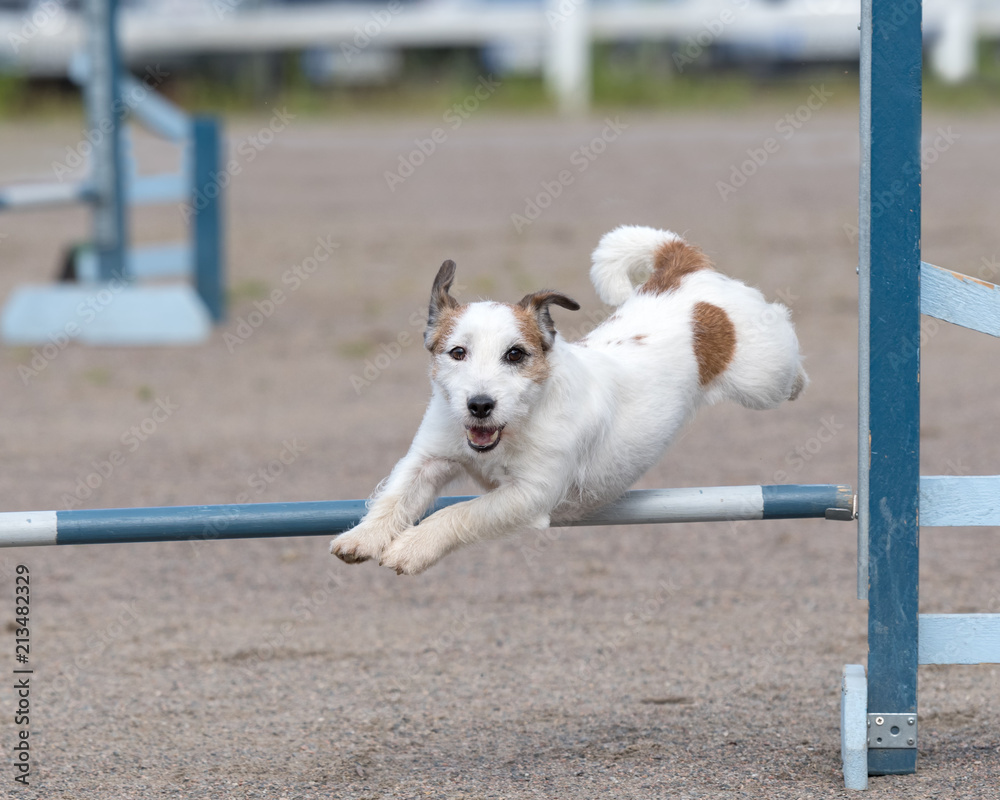 Parson russell terrier agility sales