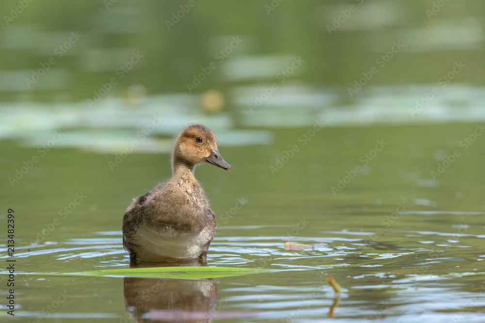 Fototapeta premium Eurasian wigeon (Anas penelope) stands in shallow water in the pond
