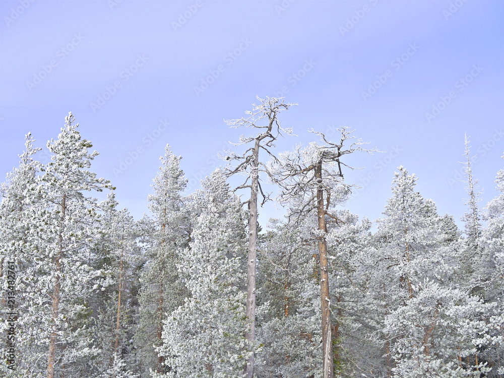 Beautiful frosty snow covered pine trees in Finnish winter forest. Beautiful frosty snow covered pine trees in Finnish winter forest.