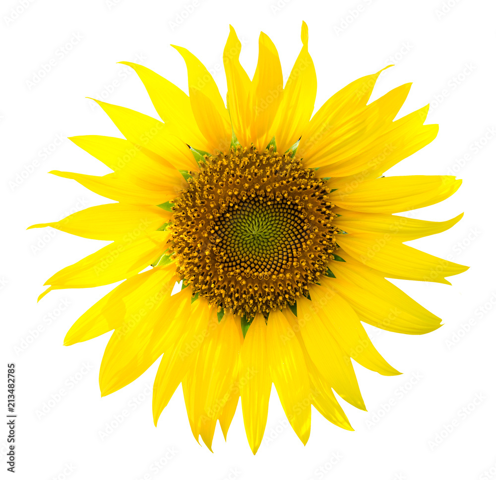 Naklejka premium sunflower isolated on white background
