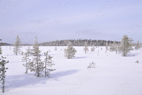 Beautiful Finnish Lapland snow covered swamp with few frosty pine trees.