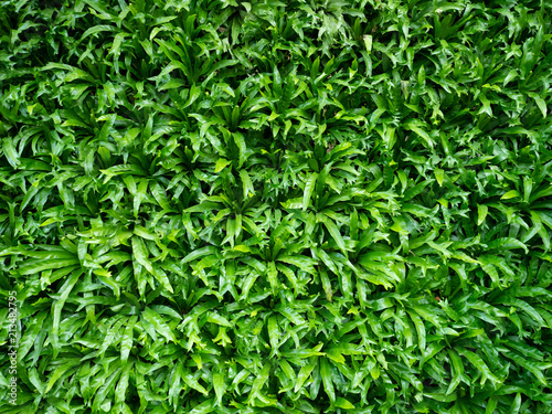 Green leaf background texture