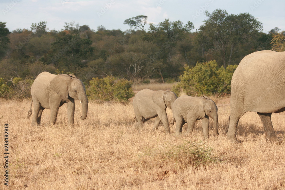 Baby elephants in the Kruger National park