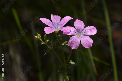 fiore nelle prealpi